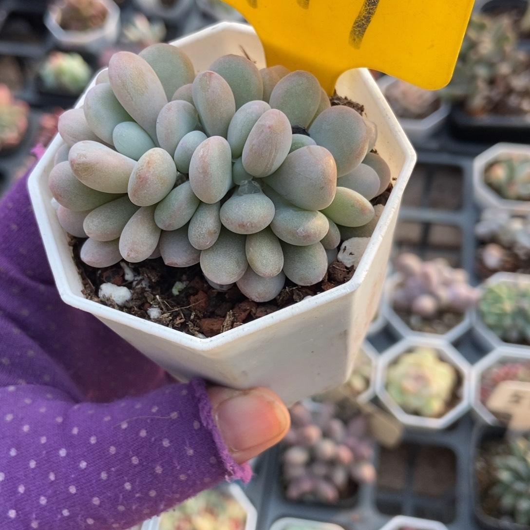 719六头粉兔朵朵多肉