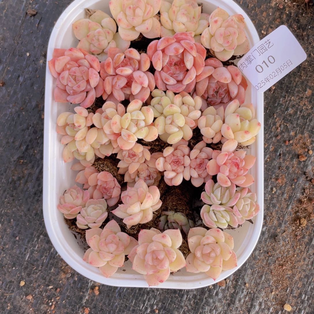 我们的生活方式是什么010