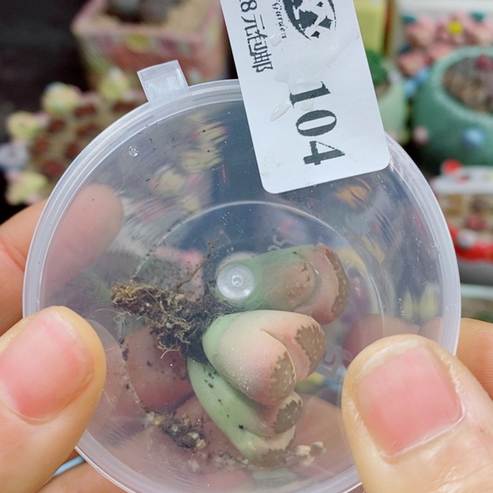 雨***點生石花花花花花花花104