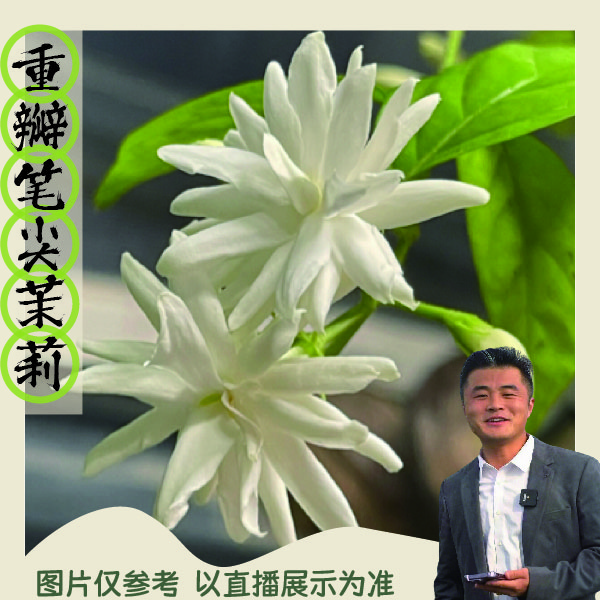 重瓣笔尖茉莉开花香好养