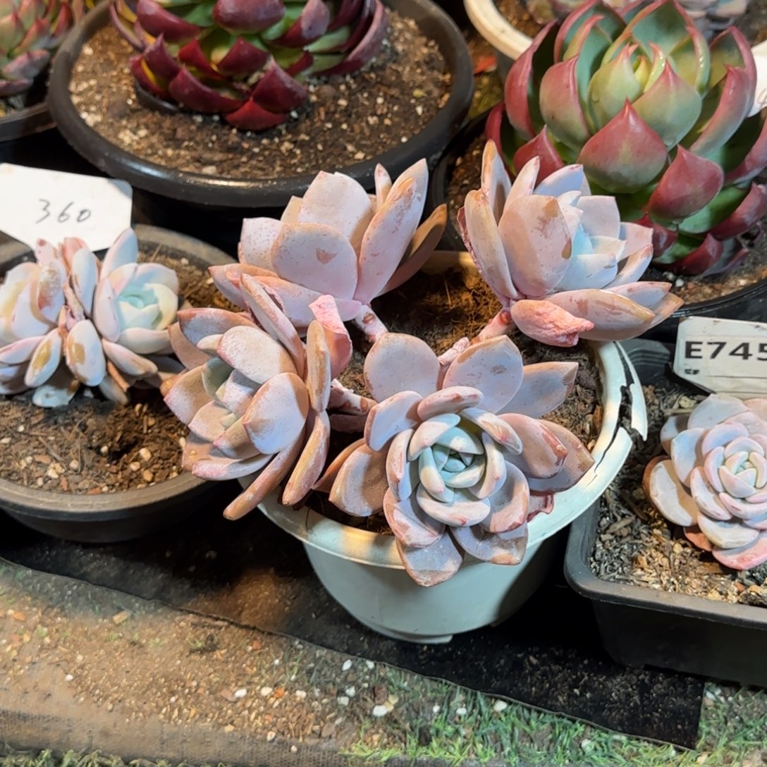 一***吨3个一物一拍包装收缩花旱