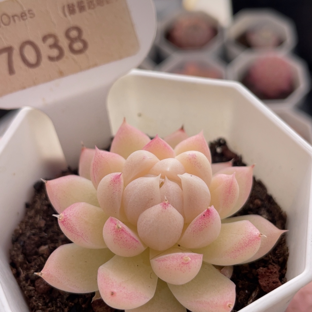 女王7038-5.0厘米