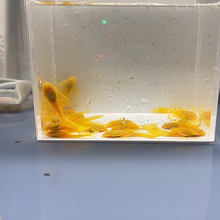 清道夫鱼24k大帆20条开箱视频报损