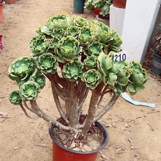 210绿羊绒老桩法师