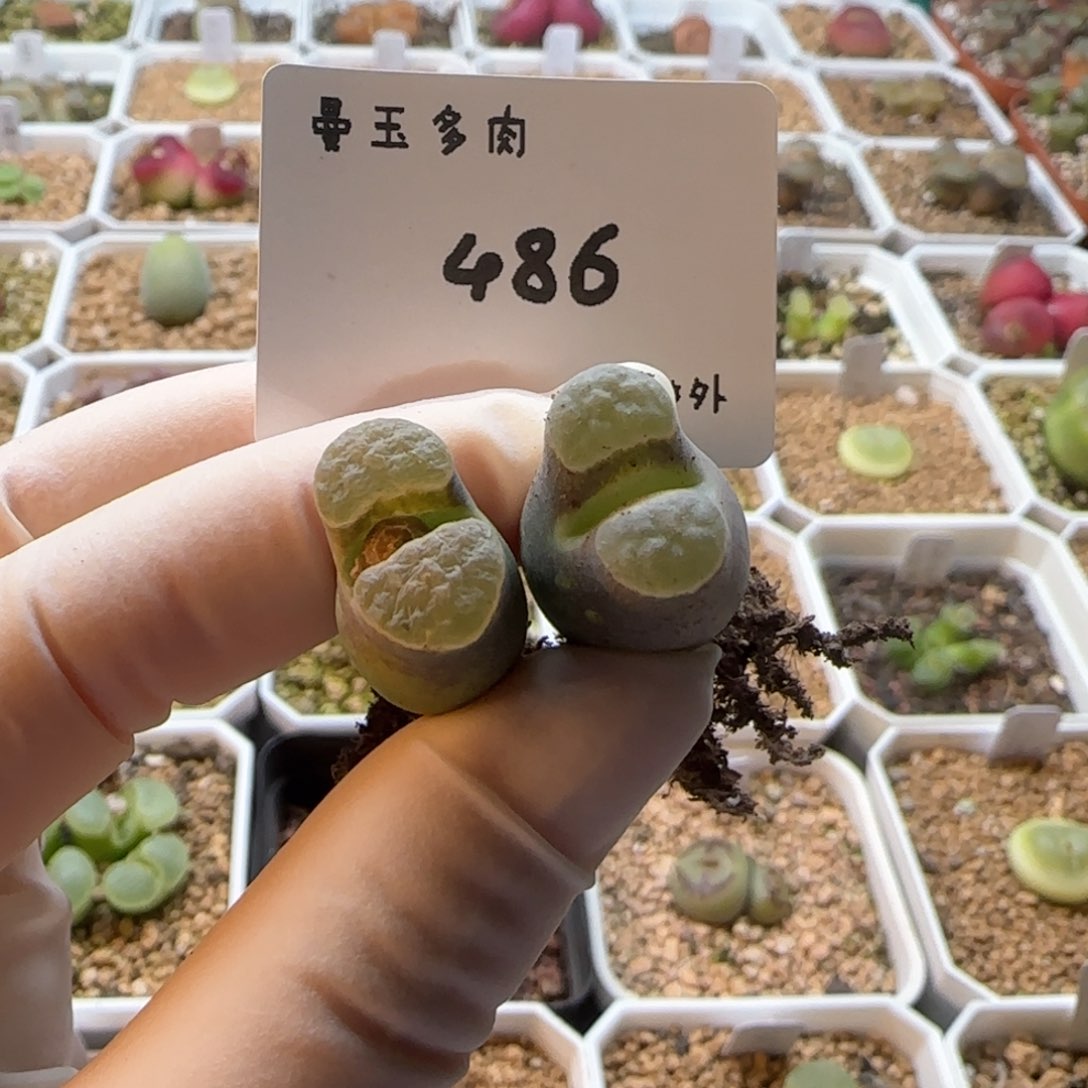 多肉多肉多肉2025-486