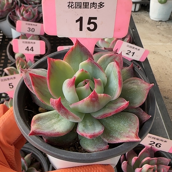 15 惊鸿仙子多肉植物6-9cm