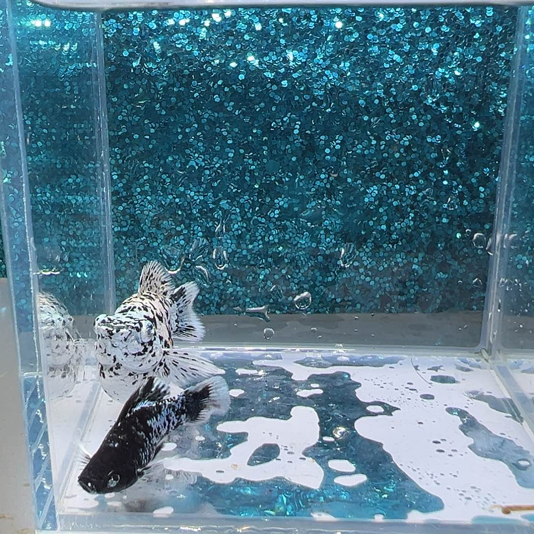 黑玛丽鱼奶牛玛丽一对