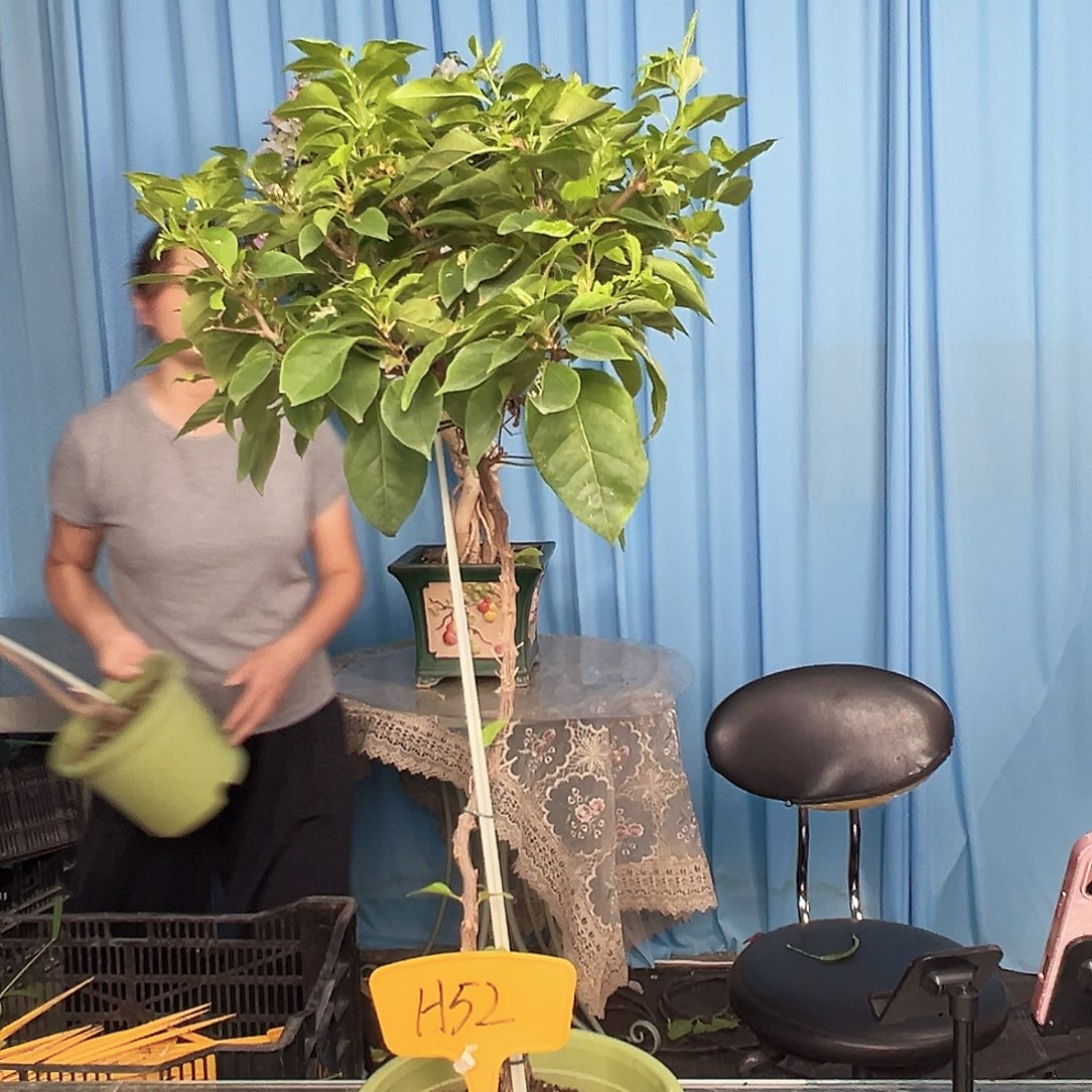 浪***浪当前无花栽培后可以开花H52白狐狸