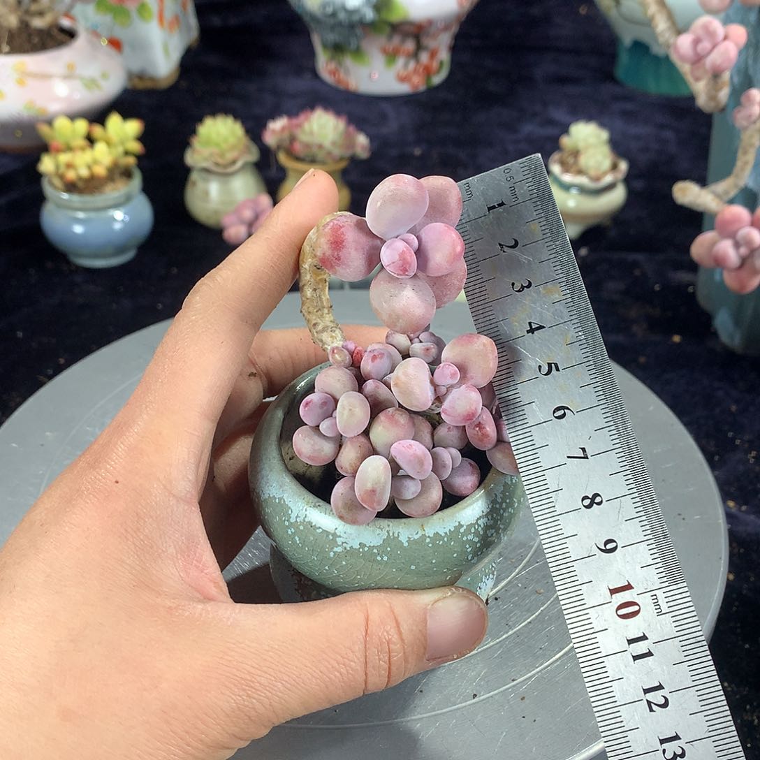 25号带盆偏远地区不包邮的