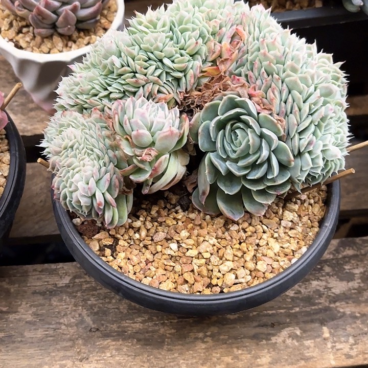 多肉植物，月影缀