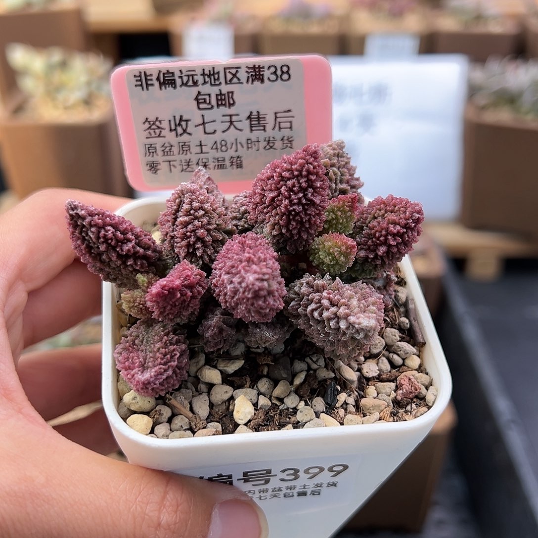 399朱紫玉多肉植物