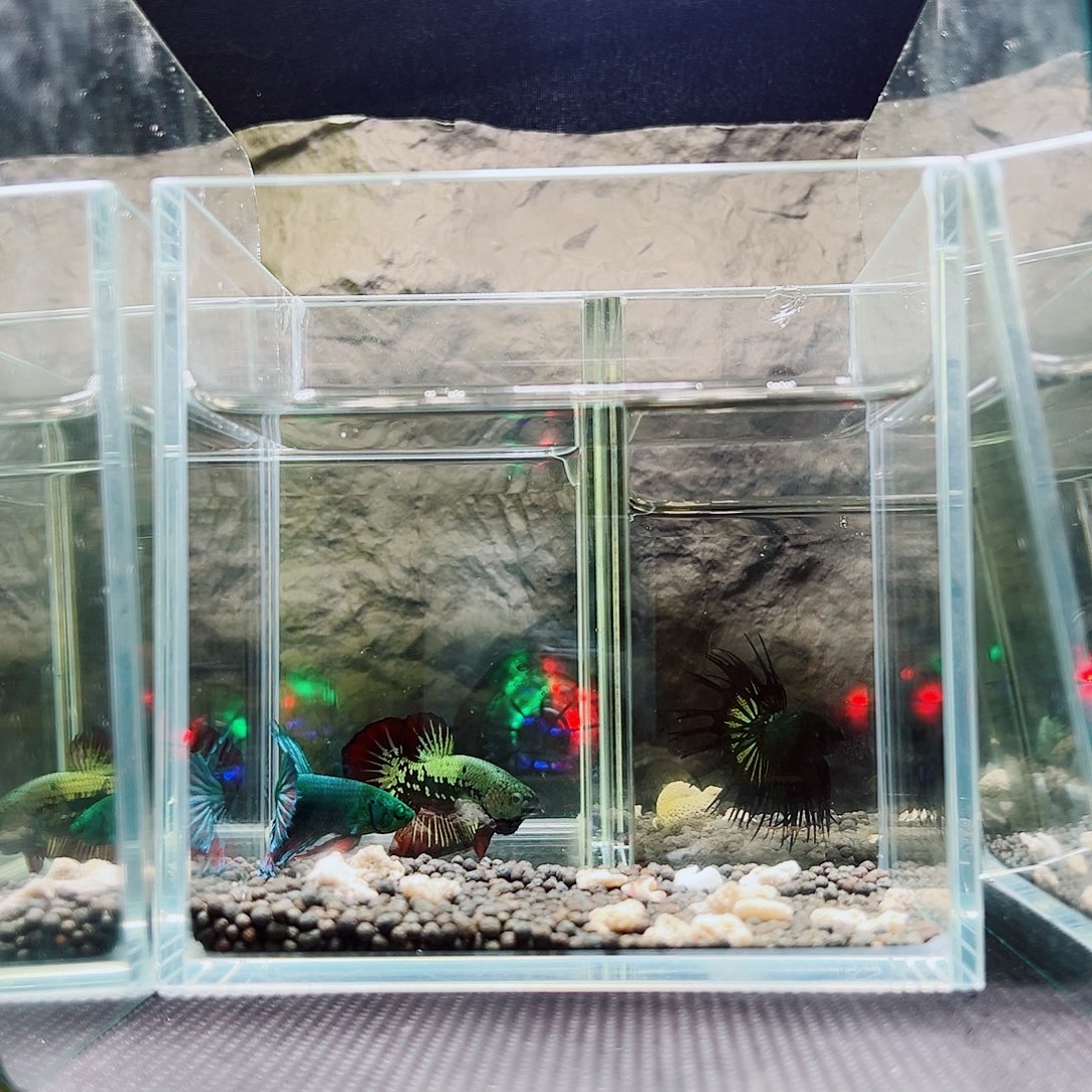 海胆精品精品精品精品精品