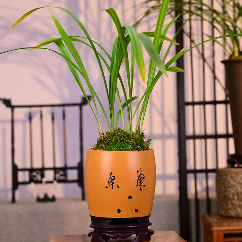 建兰【水晶皇梅】高级紫砂黄段泥盆栽好种好 室内外好养易活盆栽
