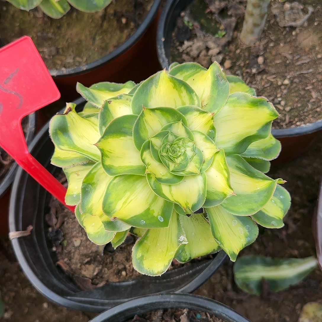 4555暴君多肉法师