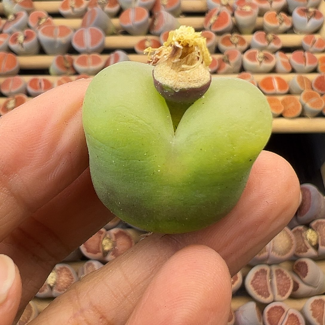 756大绿毛11111111111