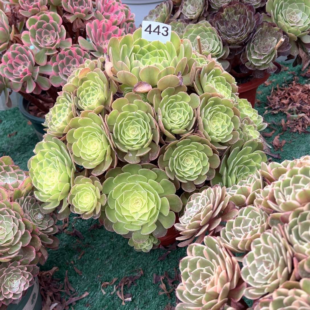 木***艺443雨荷多肉去植物