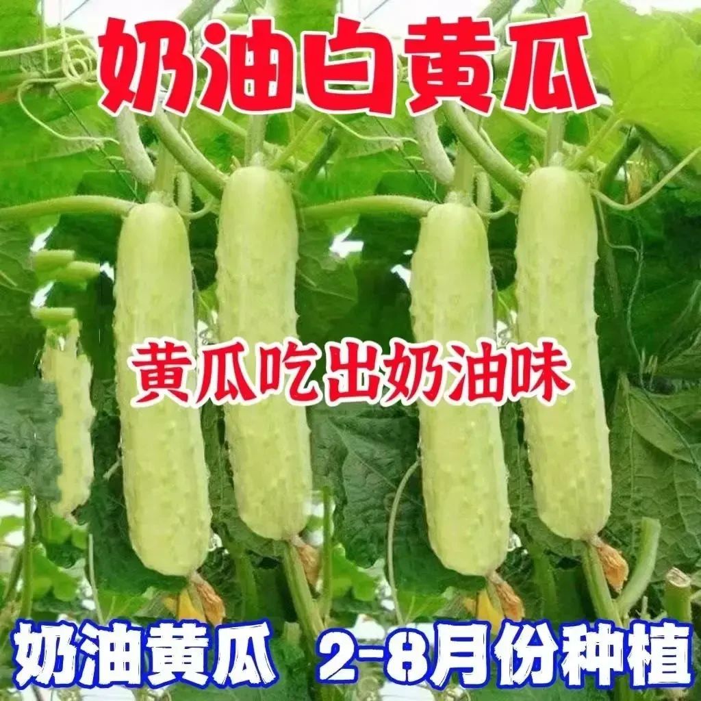 奶油白黄瓜种子黄瓜水果黄瓜蔬菜