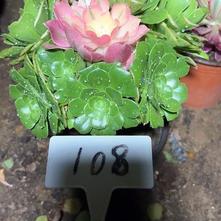 多肉植物绿羊绒法师