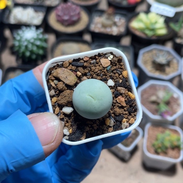 985鸽子蛋肉椎植物