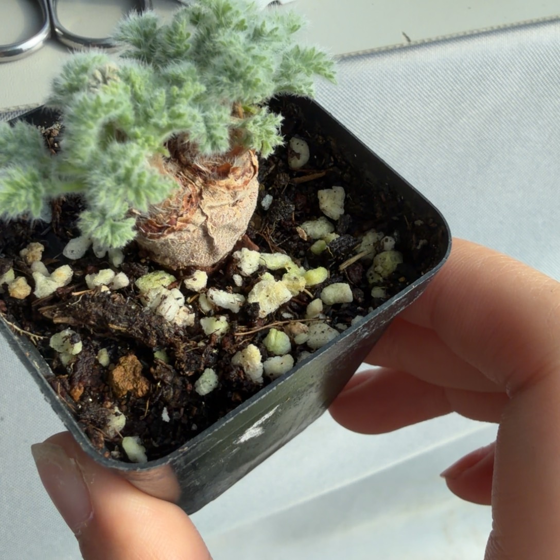 池***嗯羽叶洋葵花卉防辐射