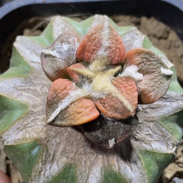 无花朵福利红锦颗粒大尤黑牡丹462