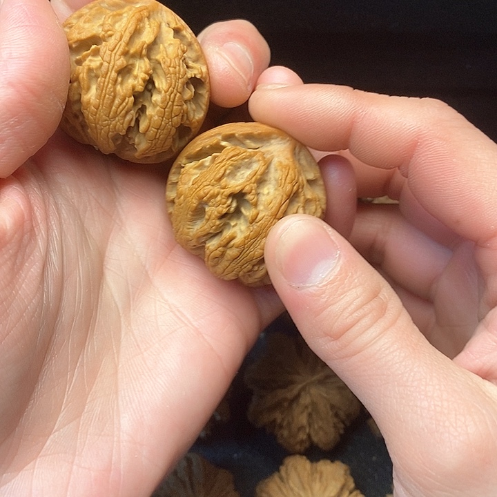 我是一只小小鸟的小猫