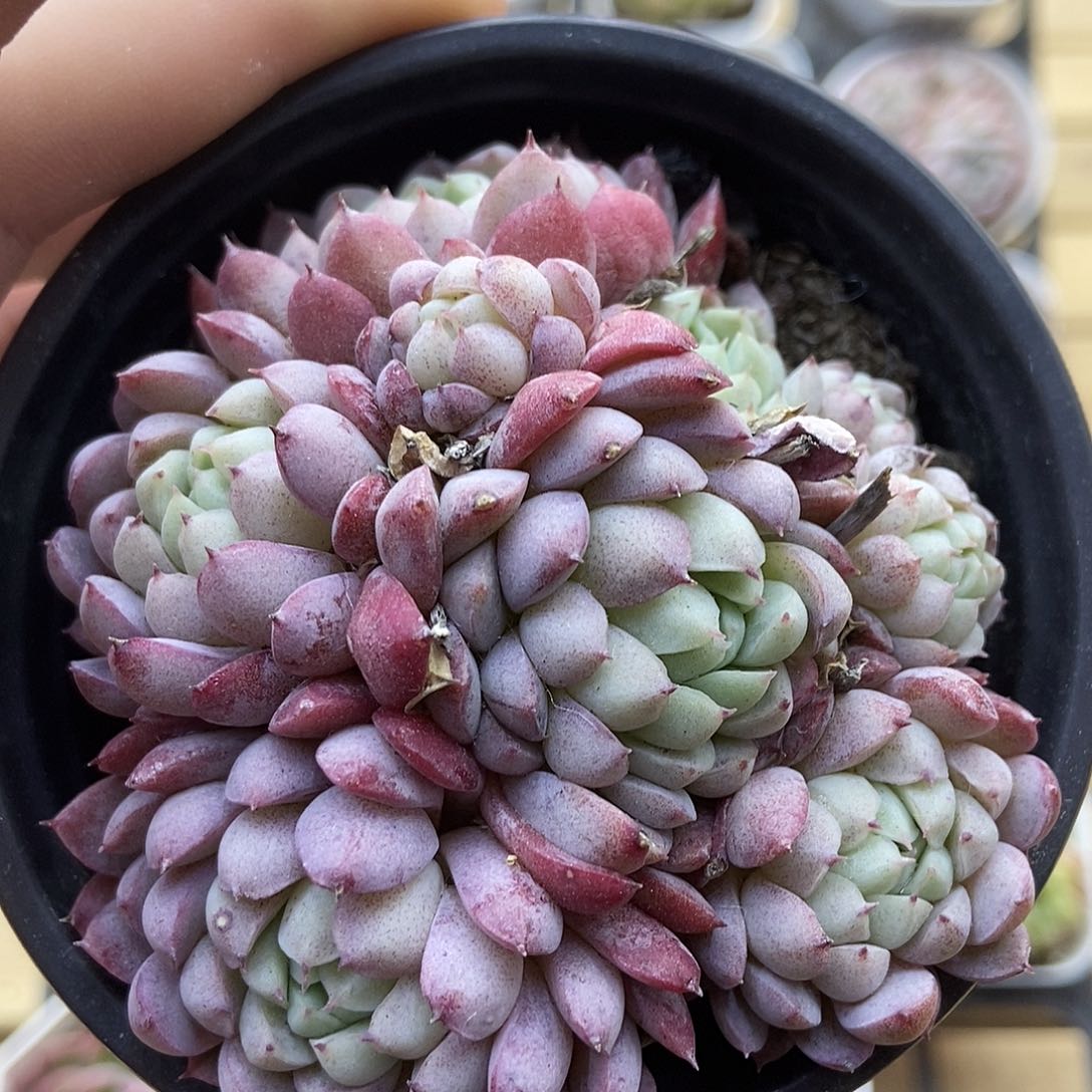 一物一拍一单包邮 36