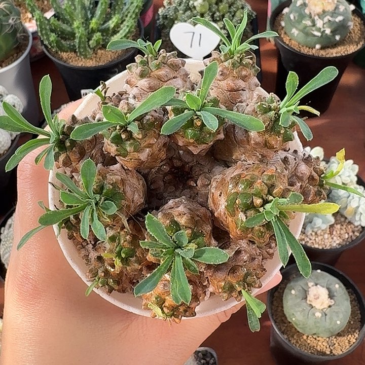 峨眉山仙人球1234