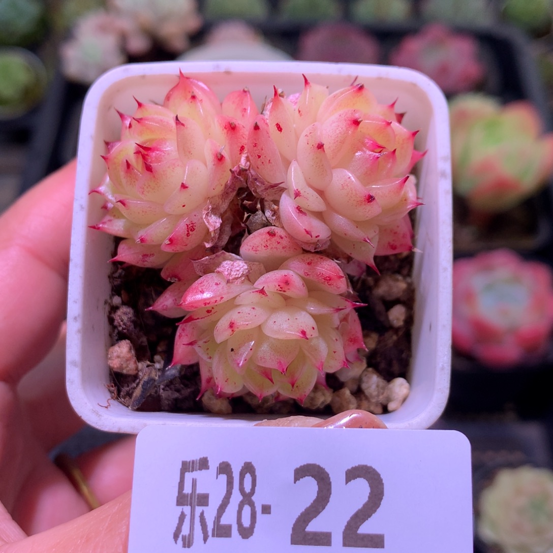 乐然28-22 海王群 