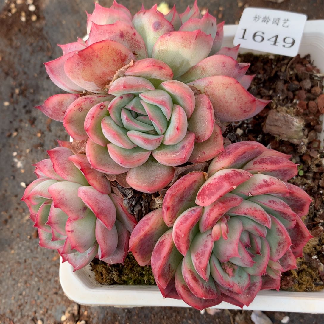 1649杂交多肉植物