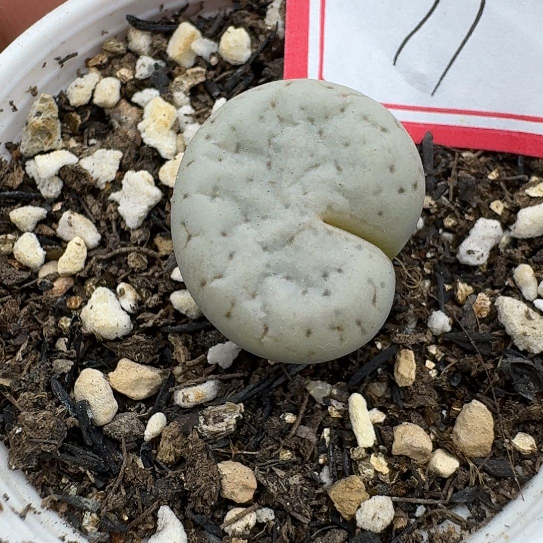 97多肉哈哈哈哈哈哈哈