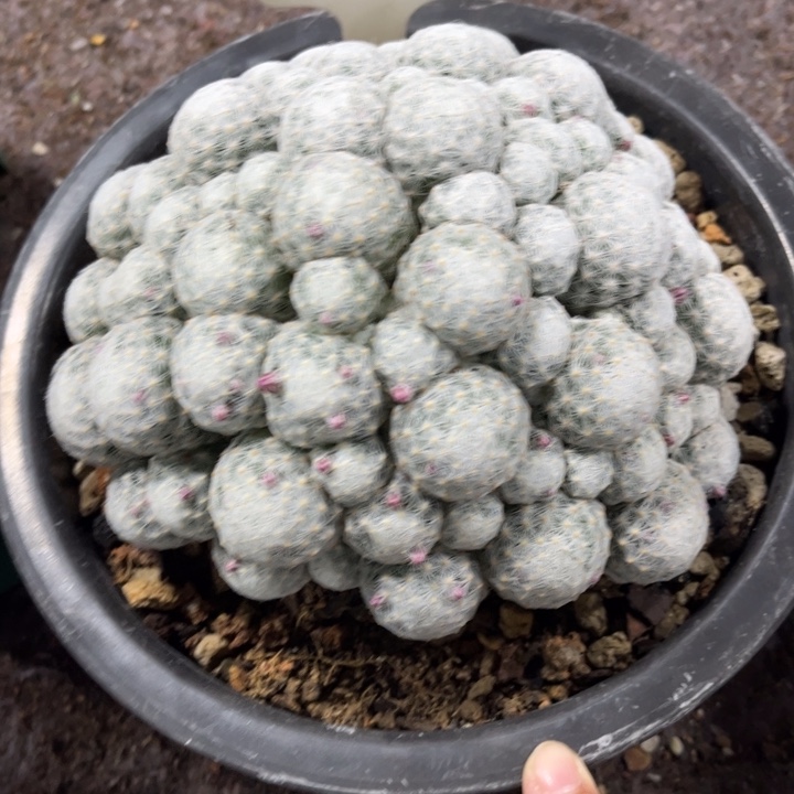 6039群生春星好养皮实