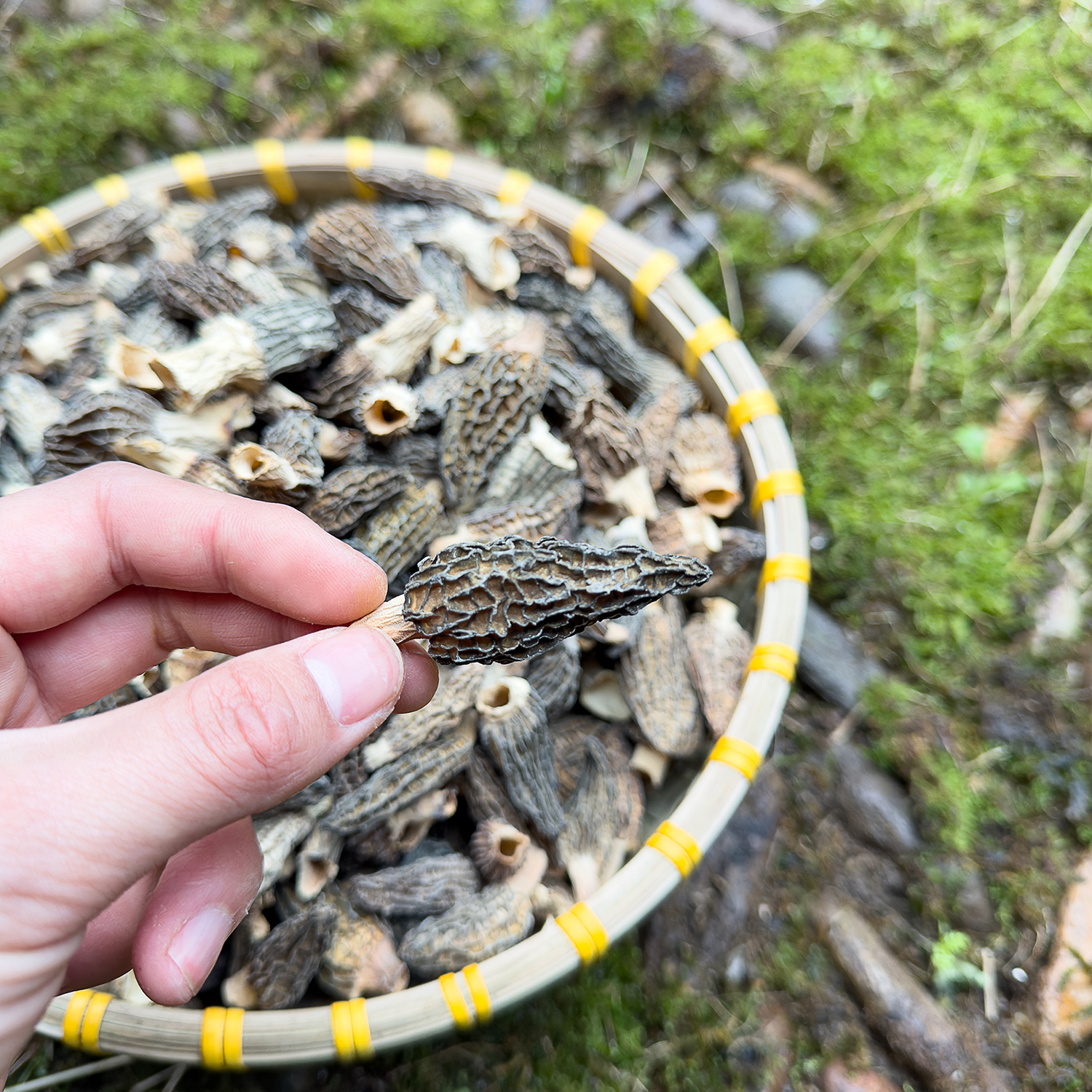 浙BA庆元特产 羊肚菌 高山 农家