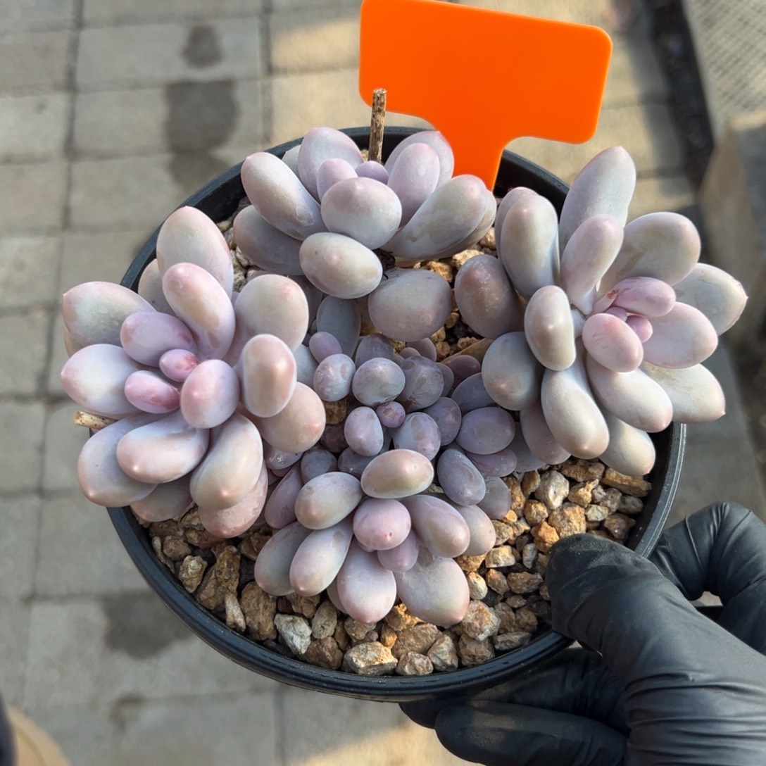 七彩美人特价11111111111111