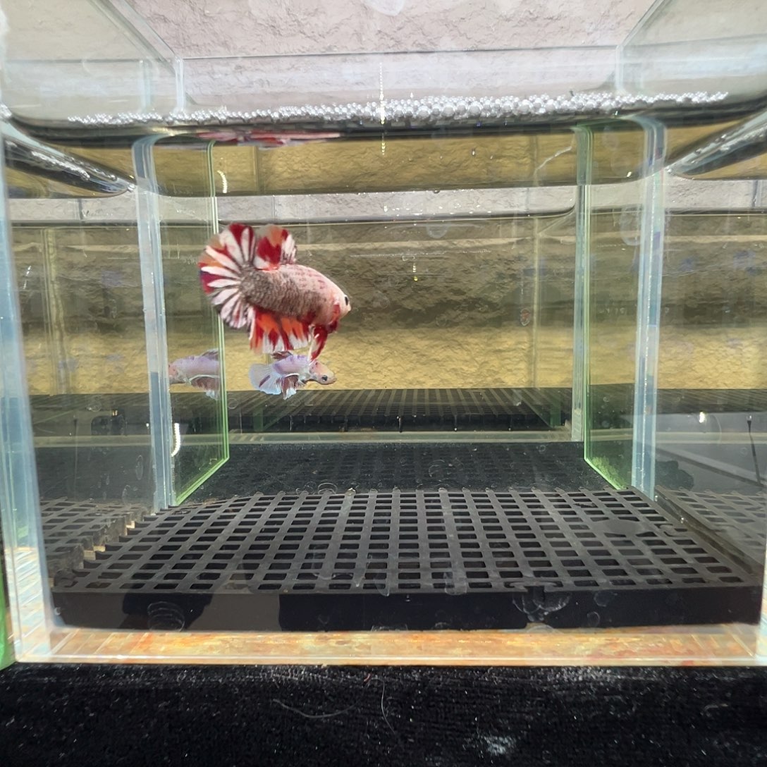 斗鱼阿浩泰斗8日7号