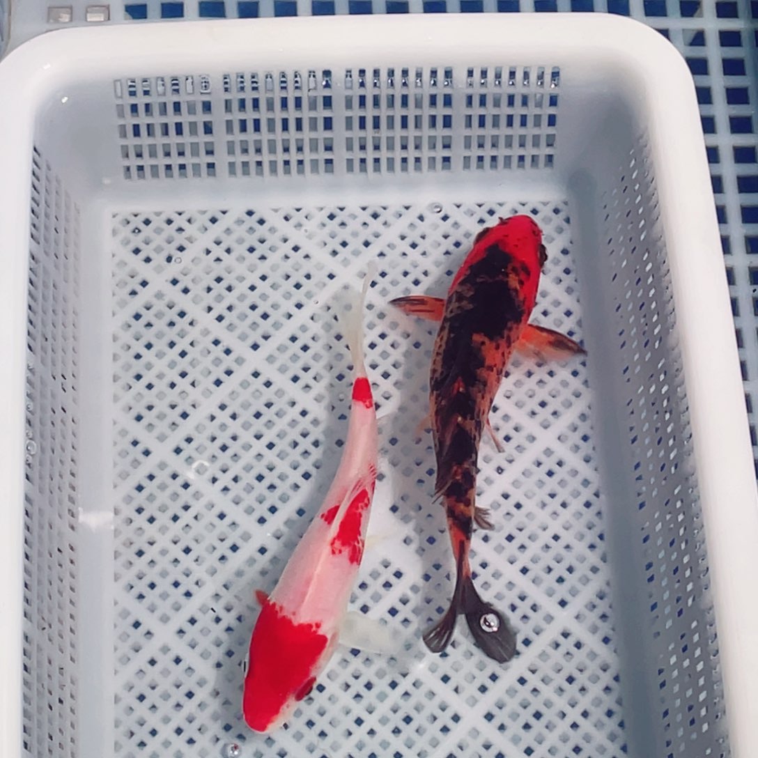 海水鱼锦鲤观赏鱼161718