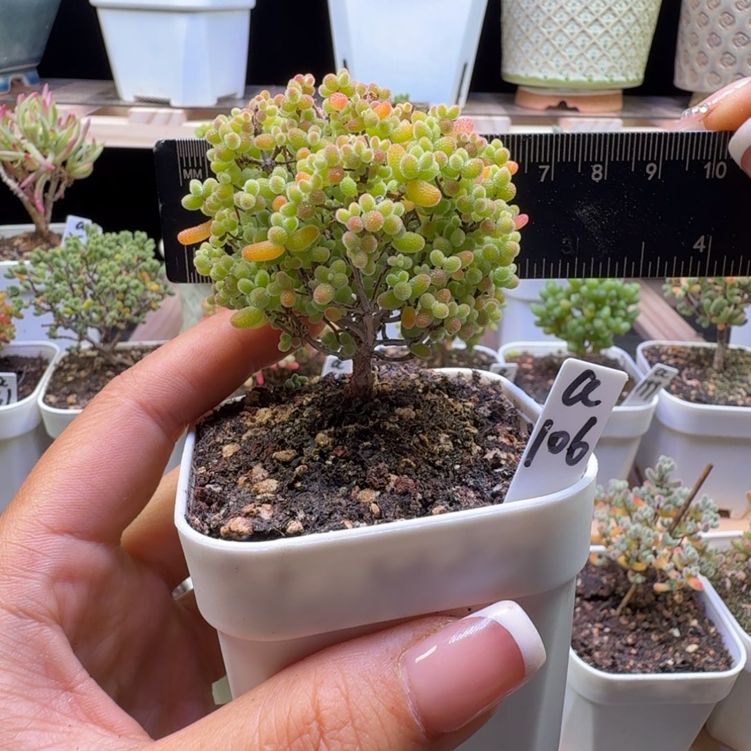 a106号蜜橘冠服6厘米左右