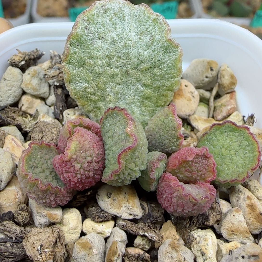 银妃叶插，带盆发