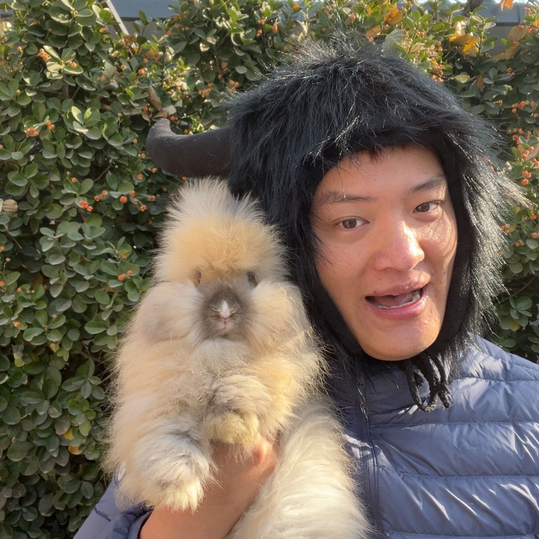 宠物兔英系安哥拉兔