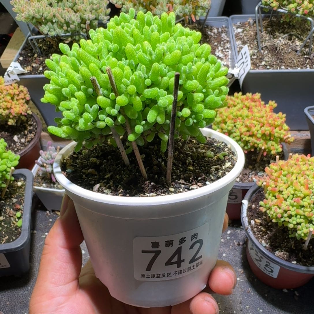 百****枝干番杏蜜桔糖球742