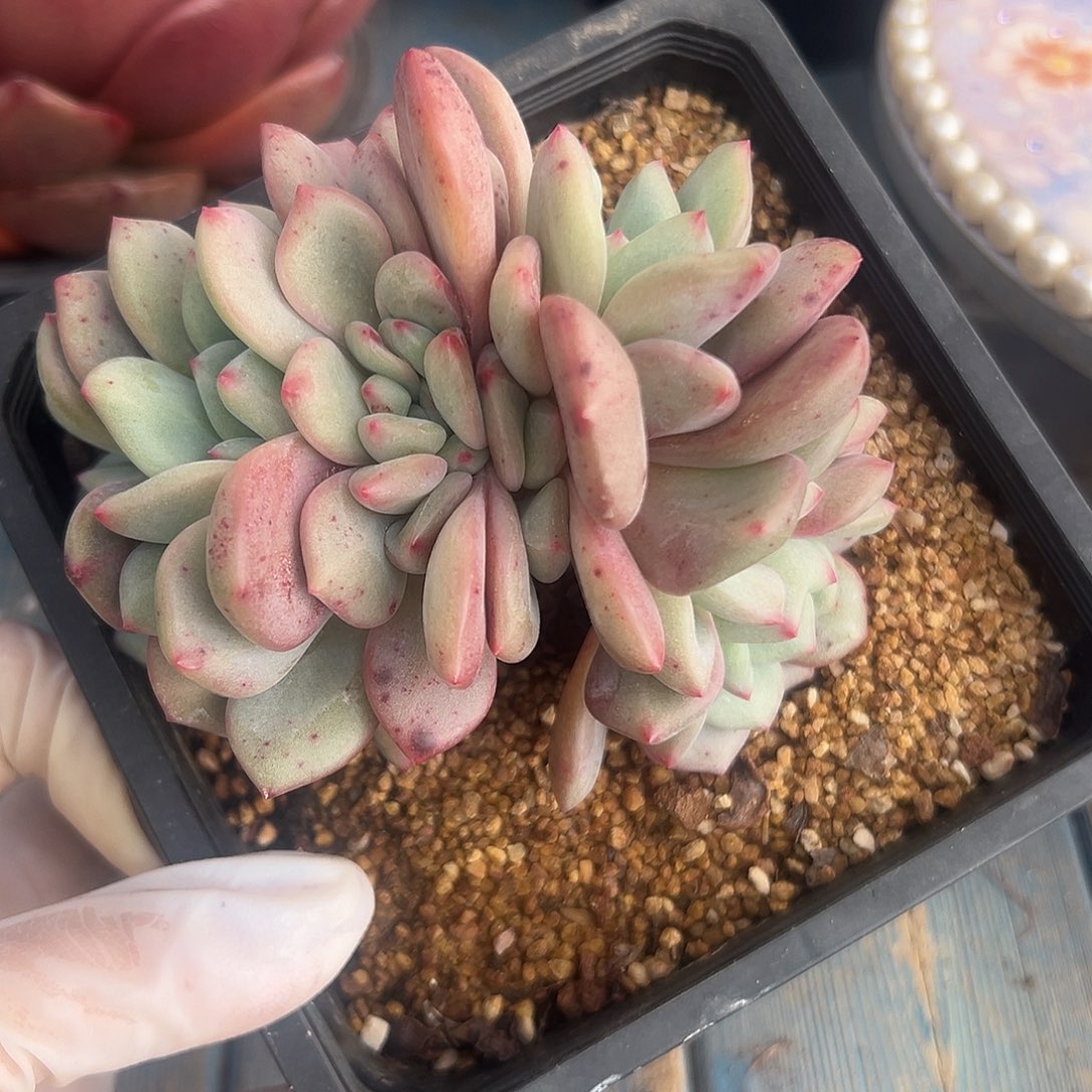 爱丽尔朵朵瑕疵特惠