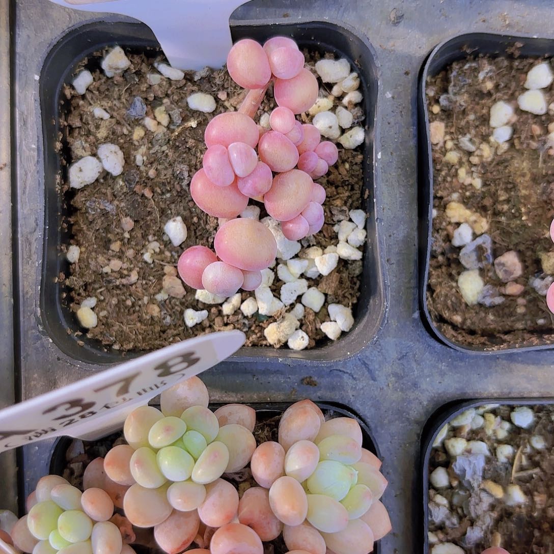 D210丸叶糖果一物一拍