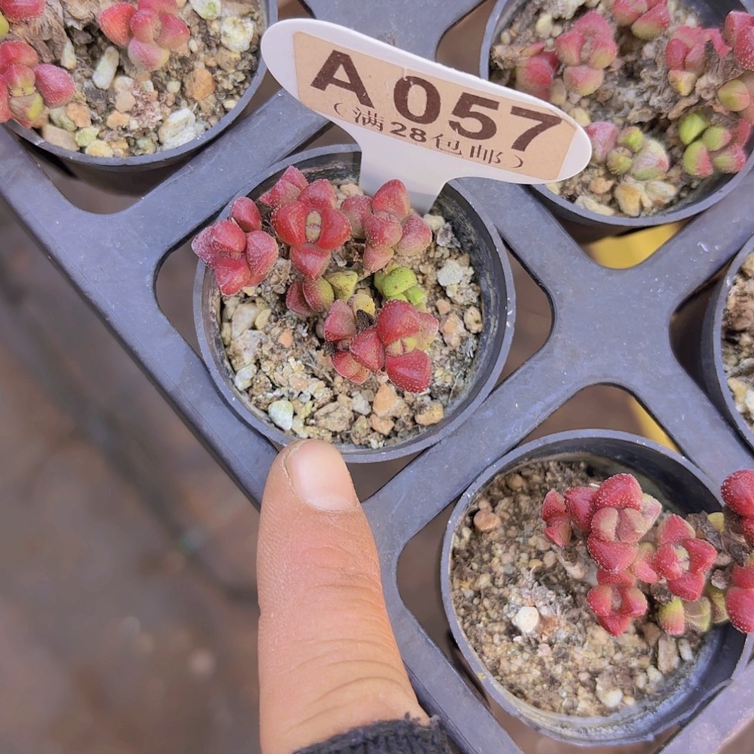 A057紫光一物一拍