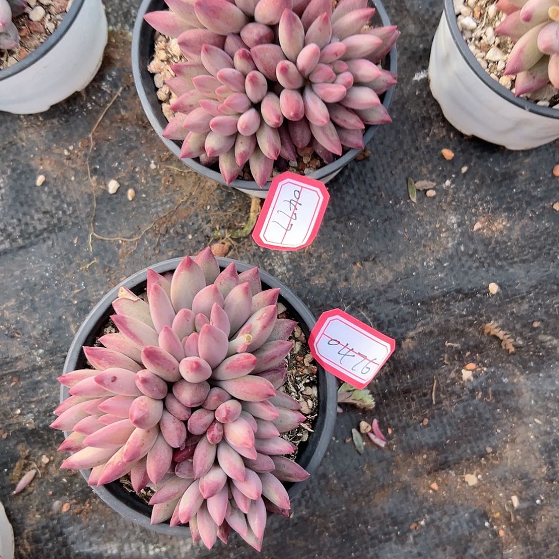 。*虞美人0476.0477