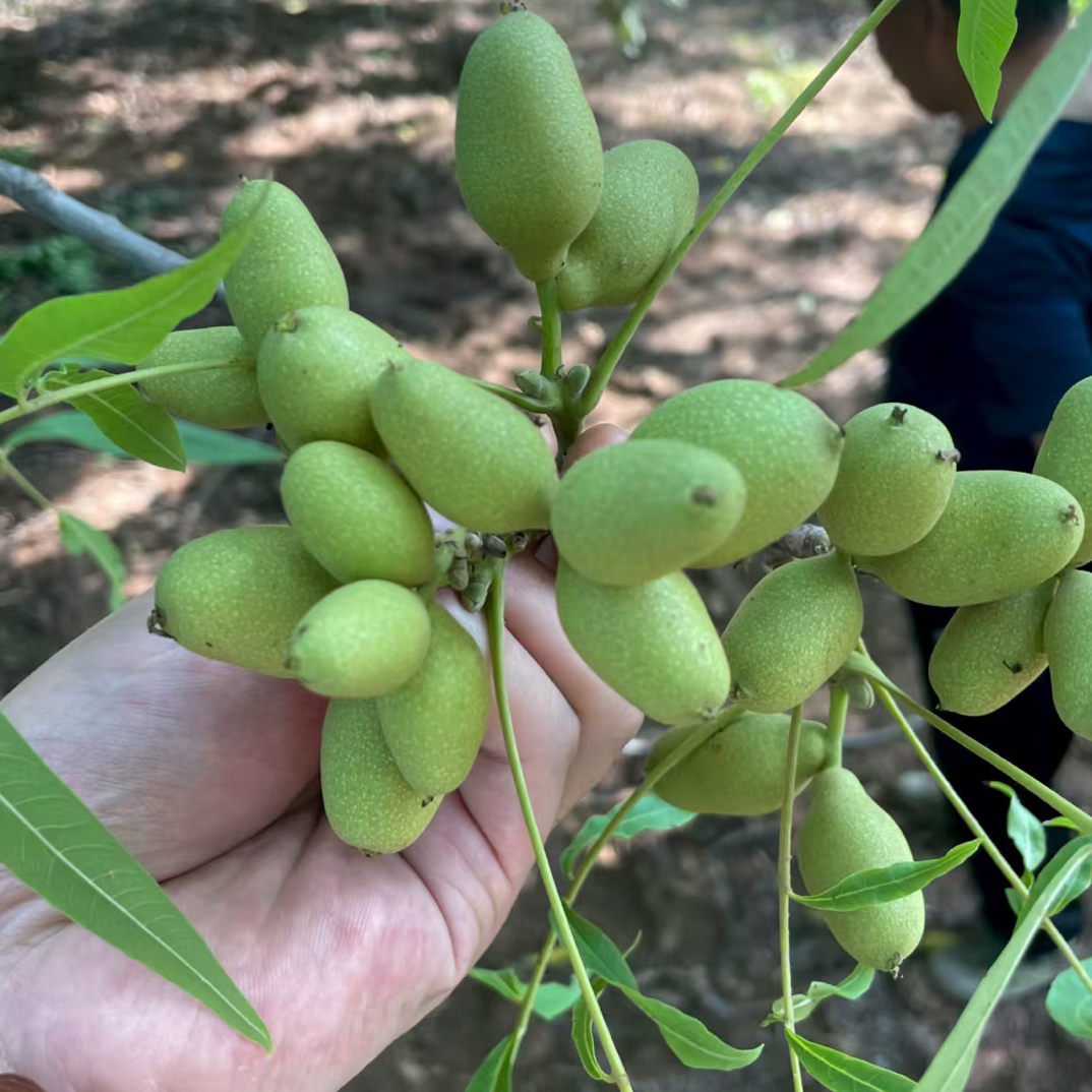 嵩山一代蛤蟆头异形小瓜子单颗(发货是清洗好的要打孔请备注)