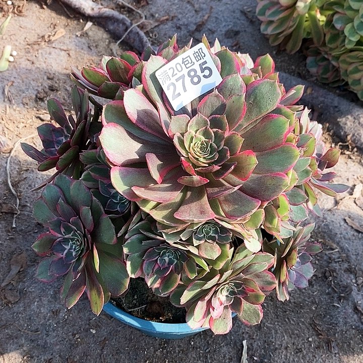 2785 一颗粉花妖法师