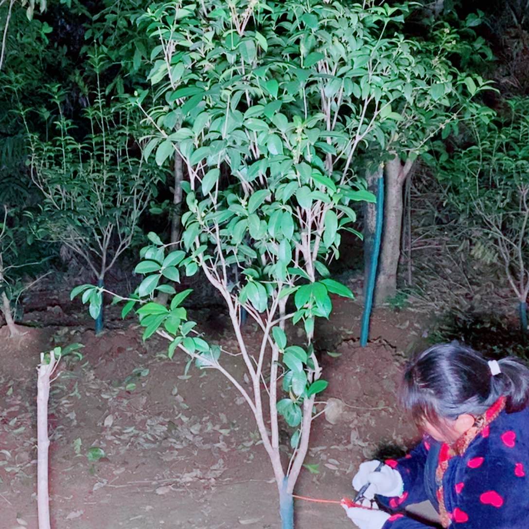 C***2完全开放3/4左右黄天香