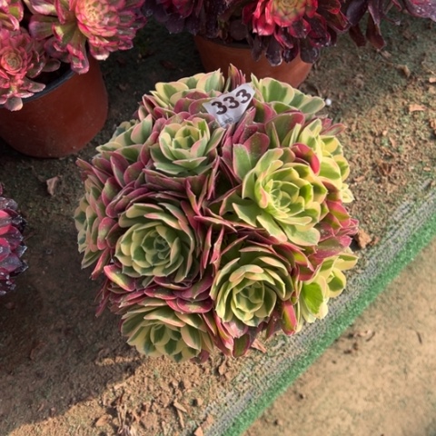 333白凤朵朵多肉，