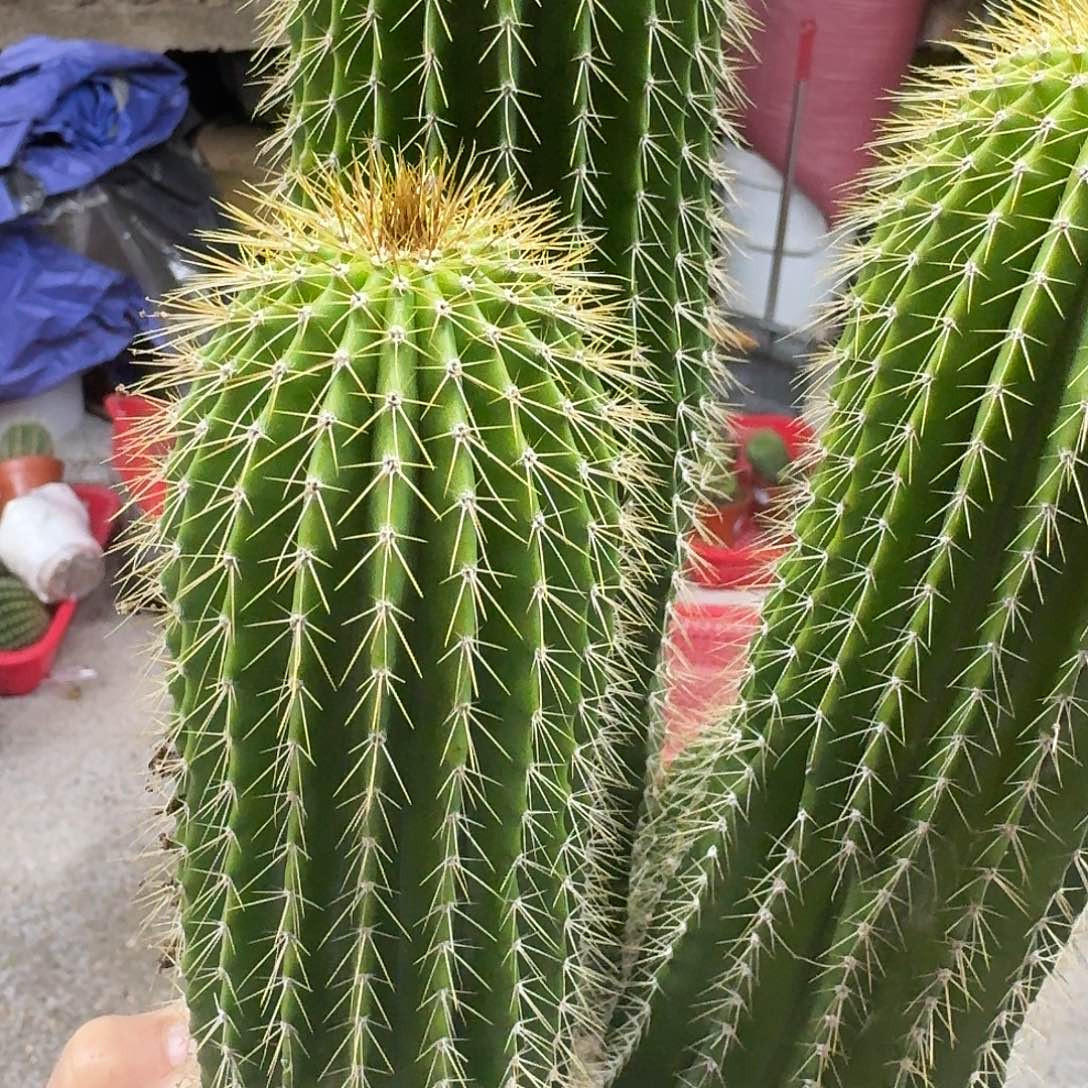 初***全部花朵大凤龙哈哈哈哈哈哈哈哈哈哈哈