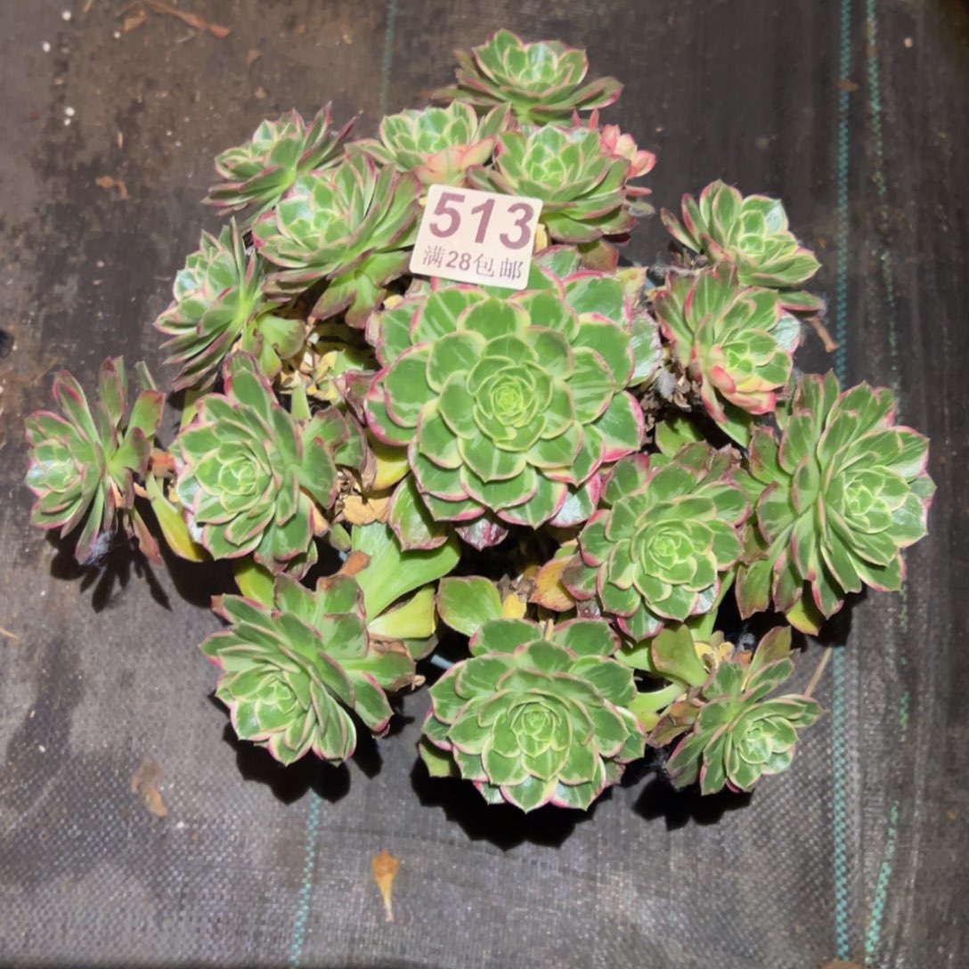 多肉植物513万花筒